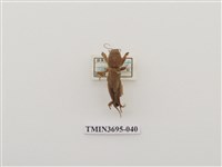 藏品(直翅目(3))的圖片